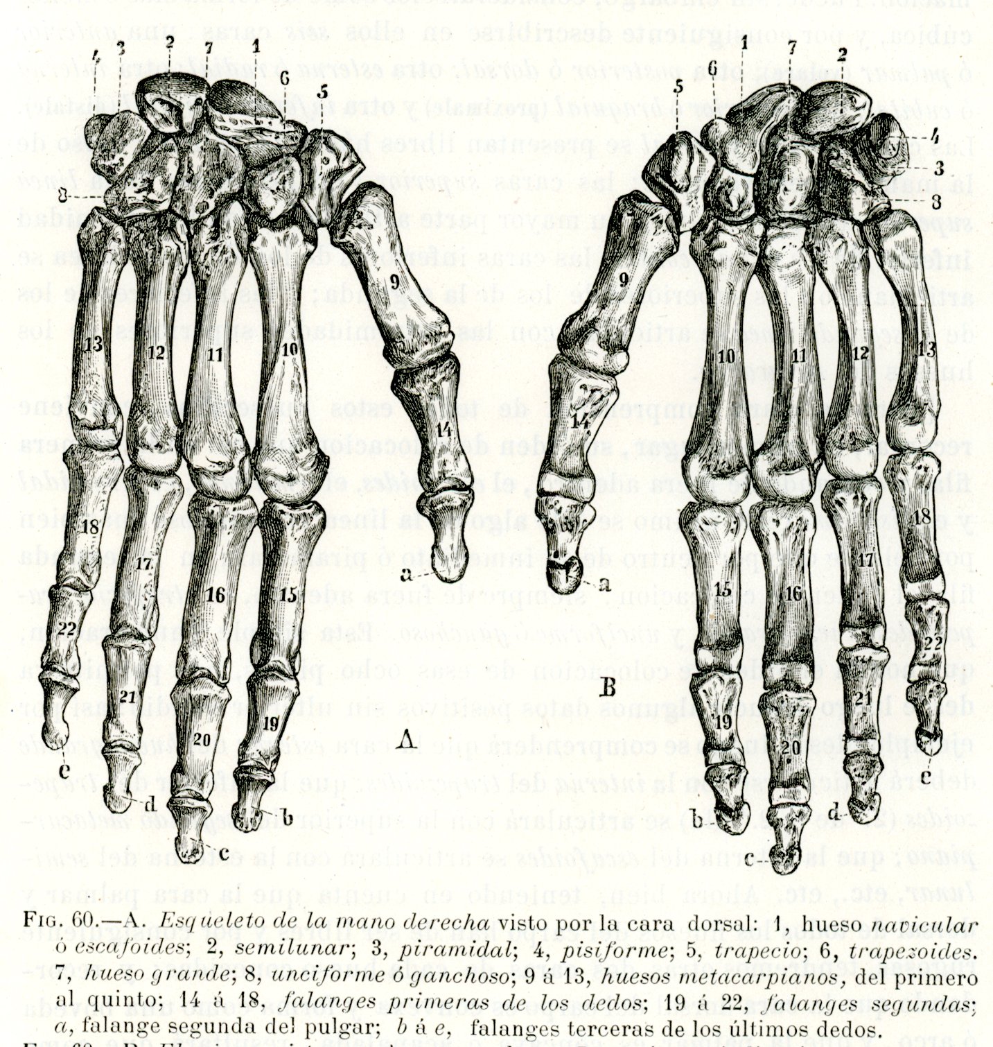 Esqueleto de la mano derecha visto por la cara dorsal - Grabado antiguo