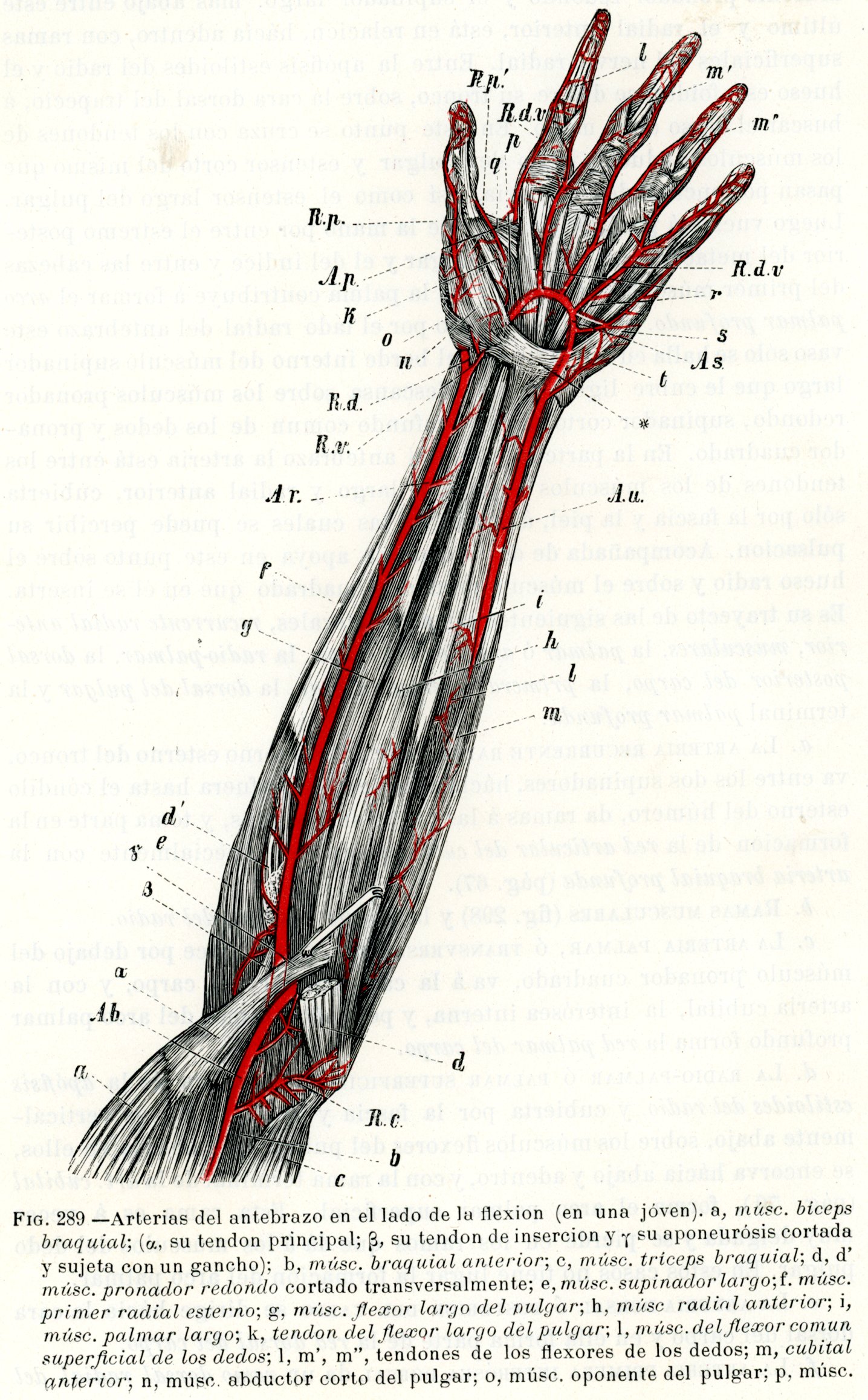 Arterias del antebrazo en el lado de la flexión(en una joven) - Grabado ...