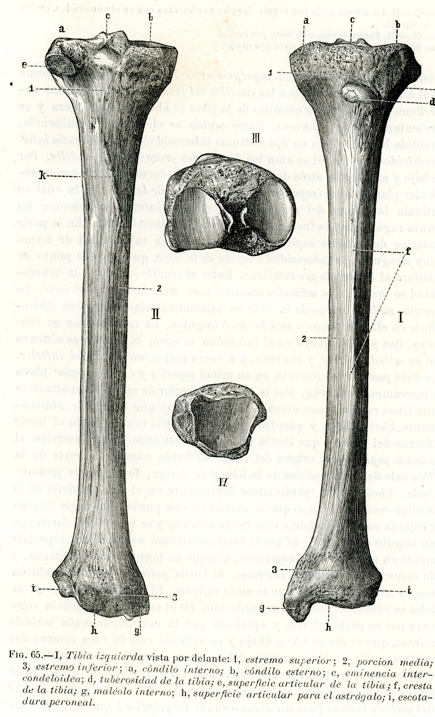 Tibia Cara Interna Tibia izquierda vista por delante - Grabado antiguo - Arte Sublime